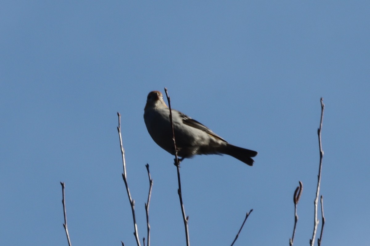 Pine Grosbeak - ML614747441