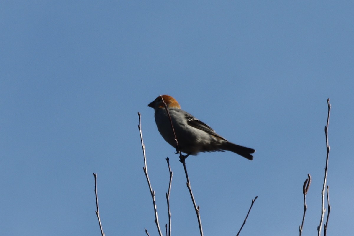 Pine Grosbeak - ML614747442