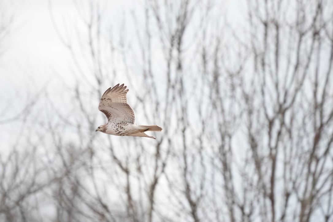 Red-tailed Hawk - ML614747554