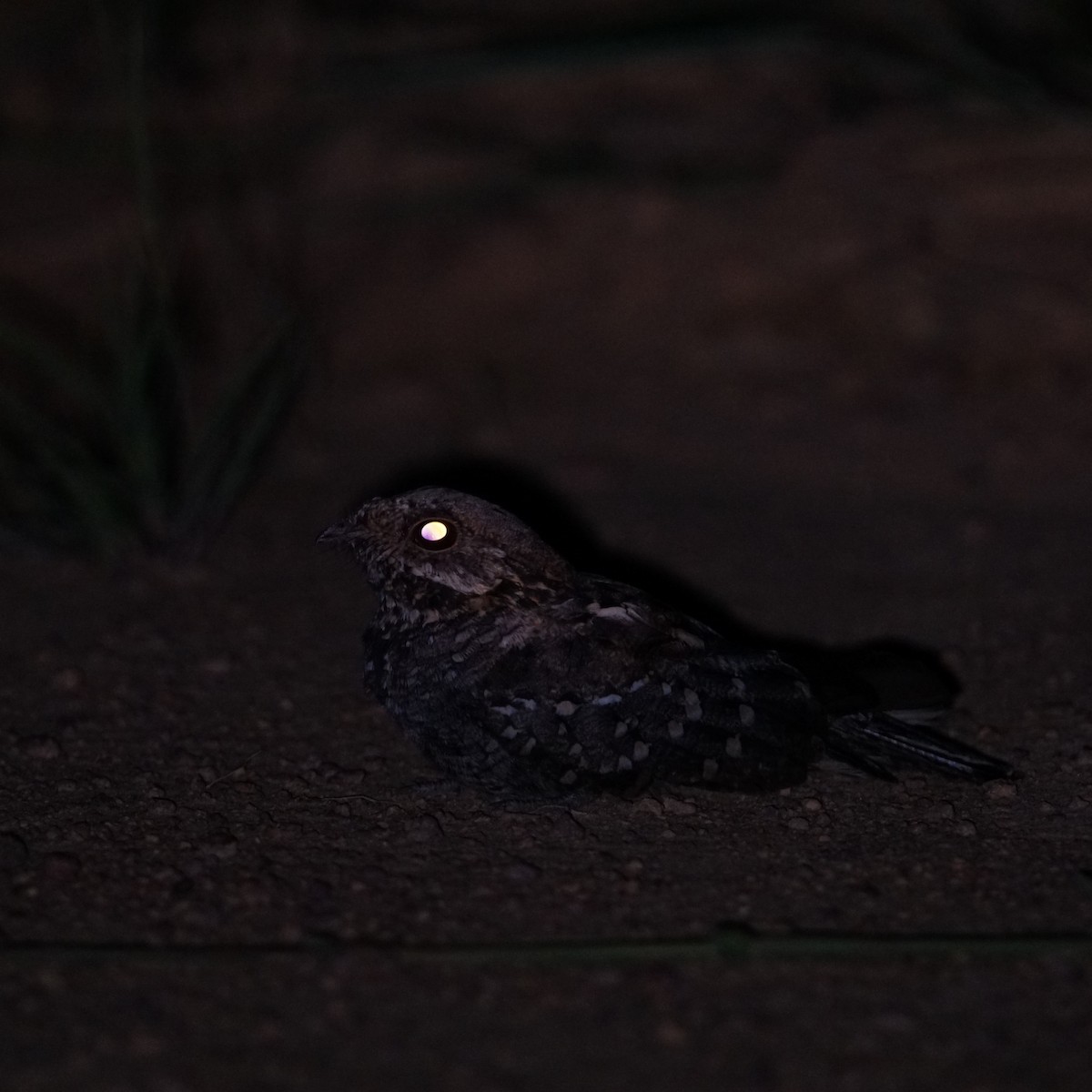 Little Nightjar - ML614747776