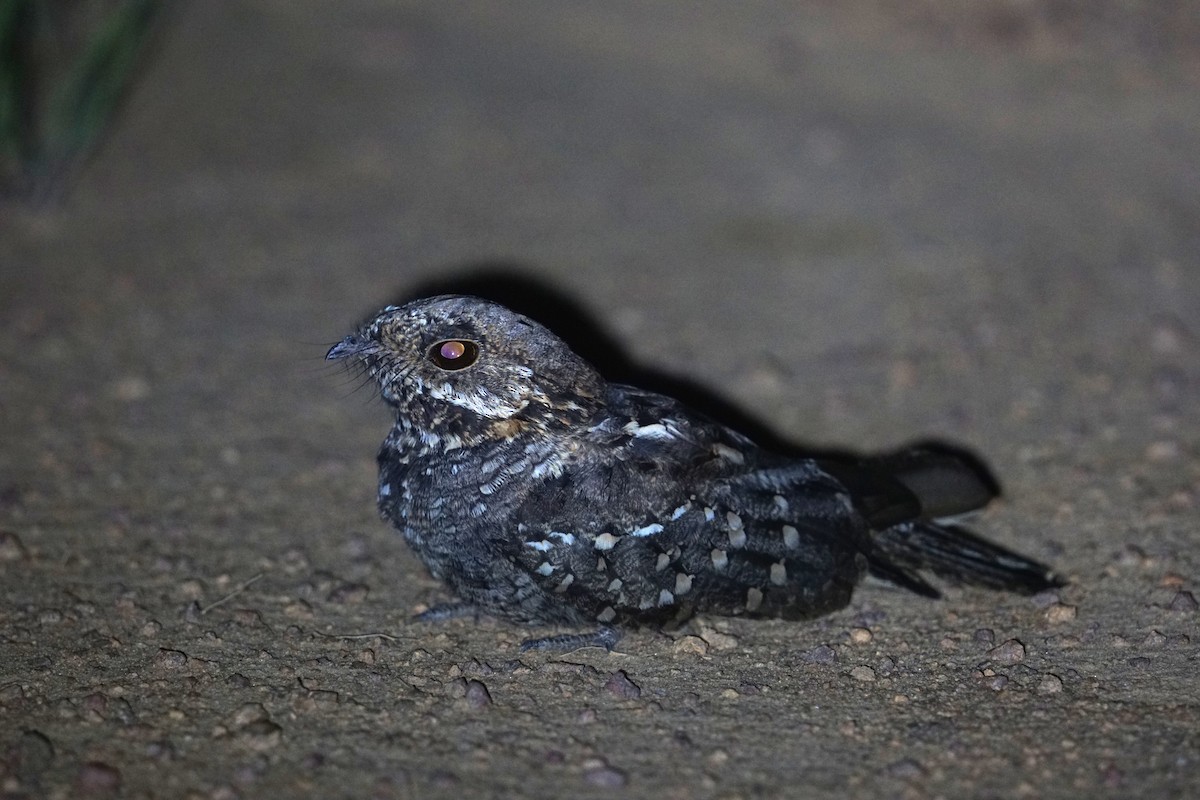 Little Nightjar - ML614747779