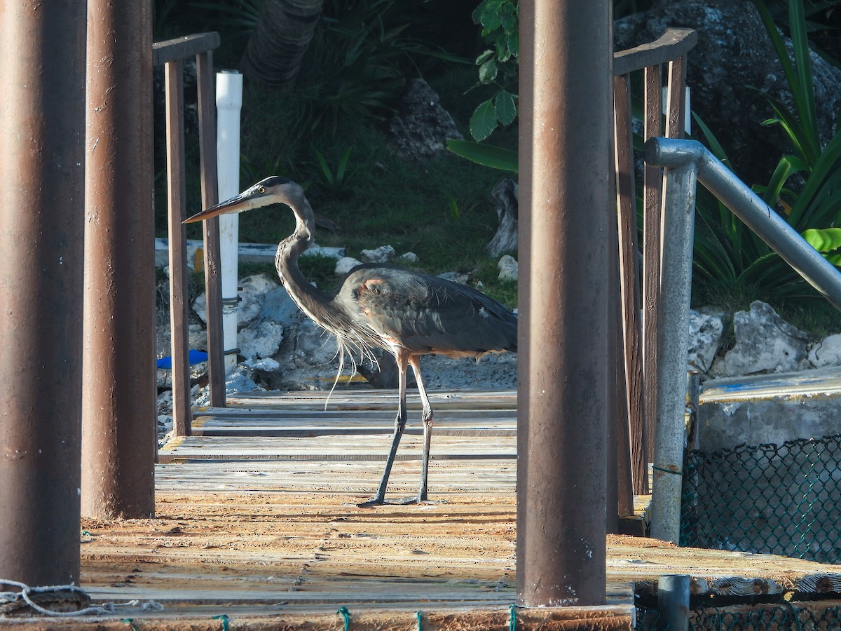 Great Blue Heron - ML614747798