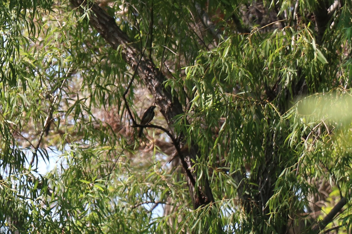 saltator sp. - Mariela Lanabere