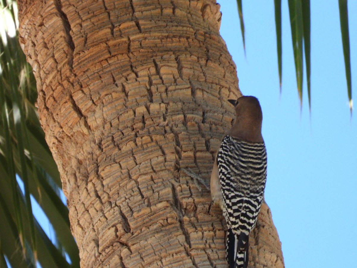 Gila Woodpecker - ML614747812