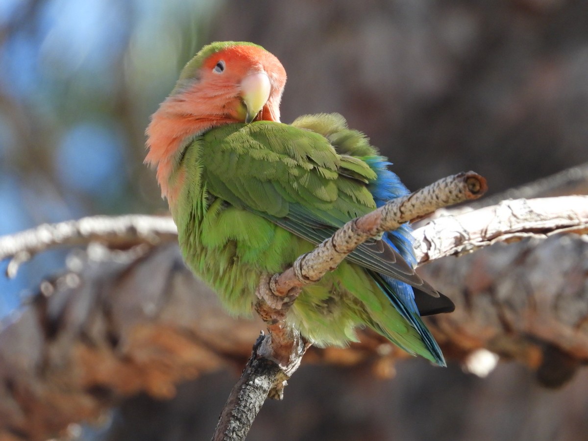 Rosy-faced Lovebird - ML614747815