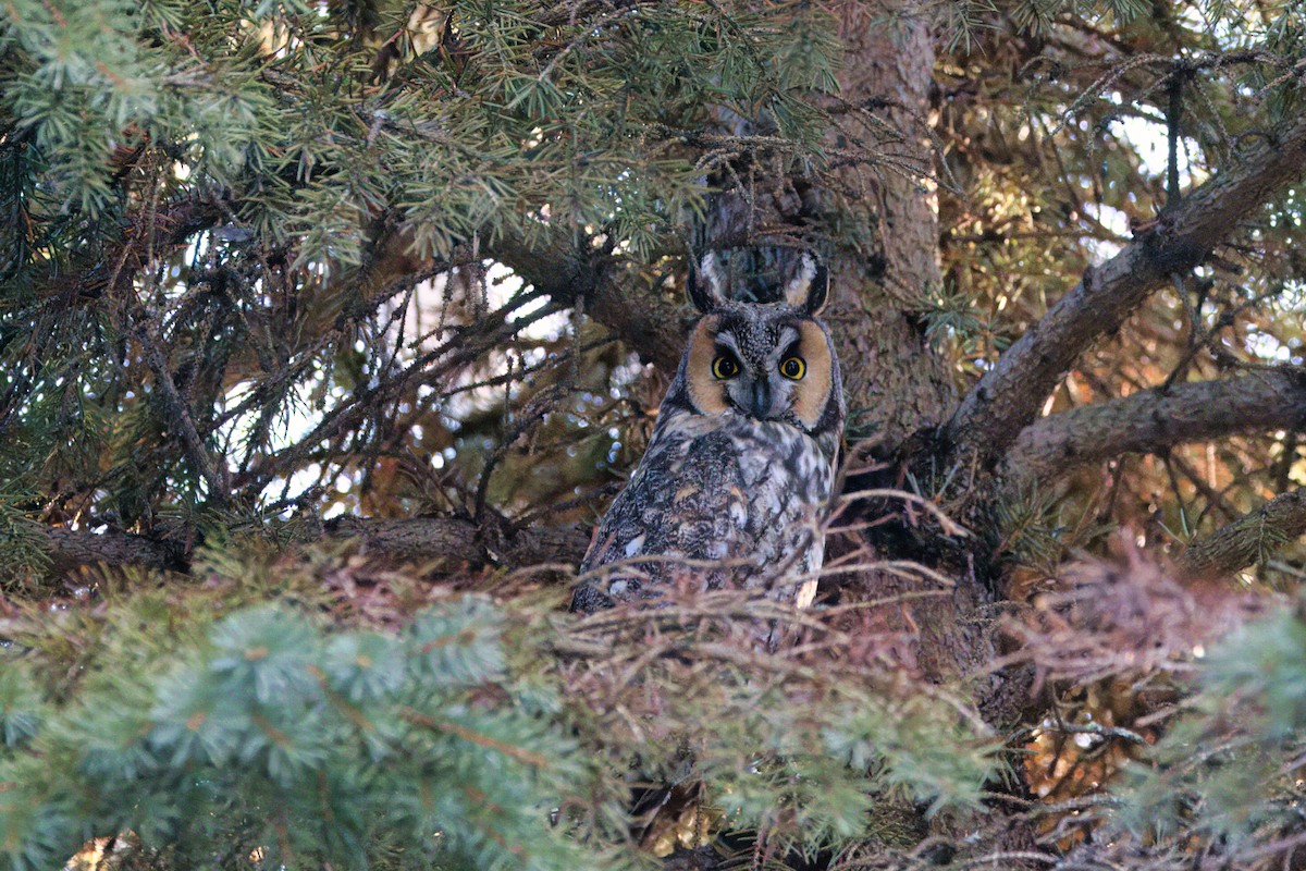 Long-eared Owl - ML614747822