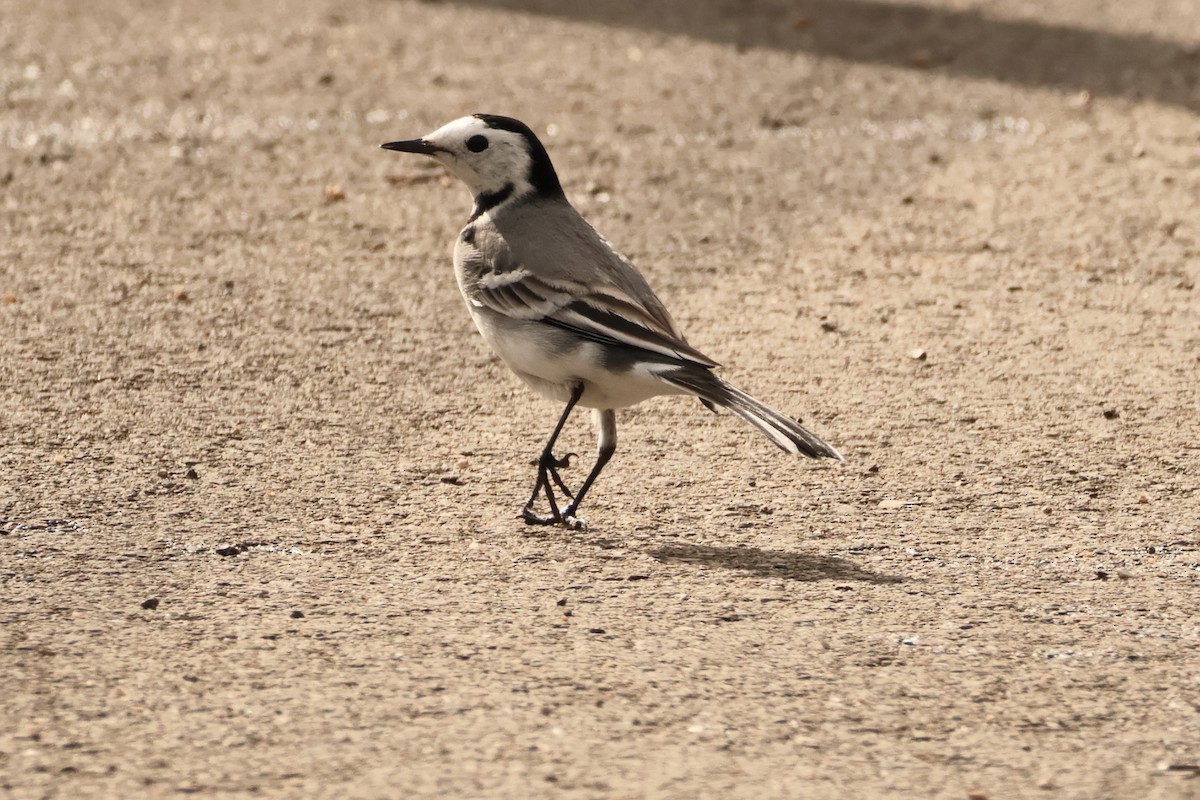 White Wagtail - ML614747842