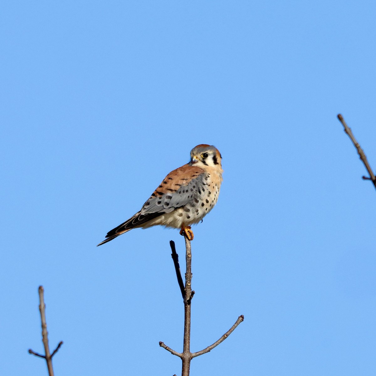 American Kestrel - ML614747866