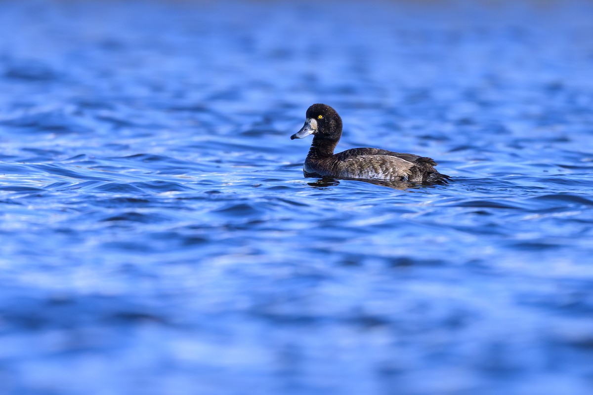 Greater Scaup - ML614747929