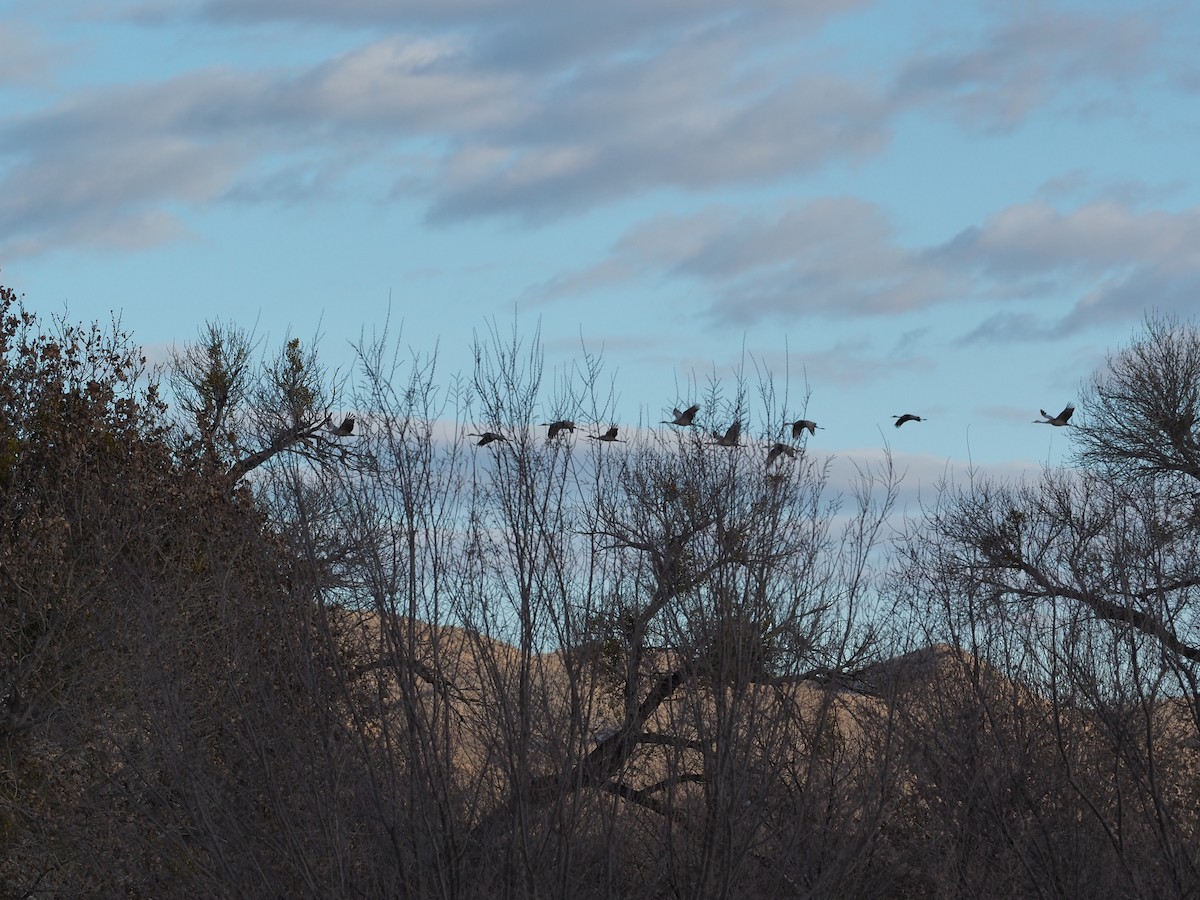 Sandhill Crane - Mimi Gorman