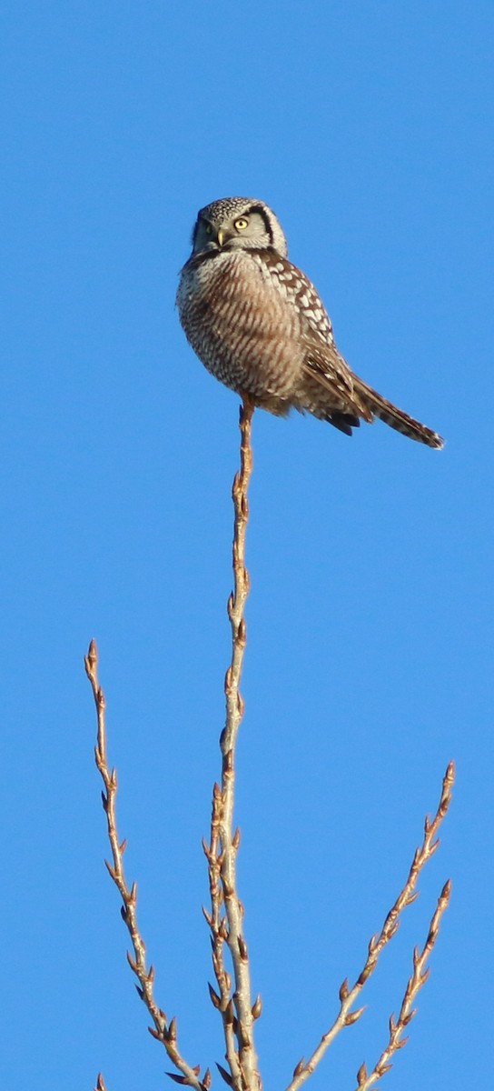 Northern Hawk Owl - ML614747960