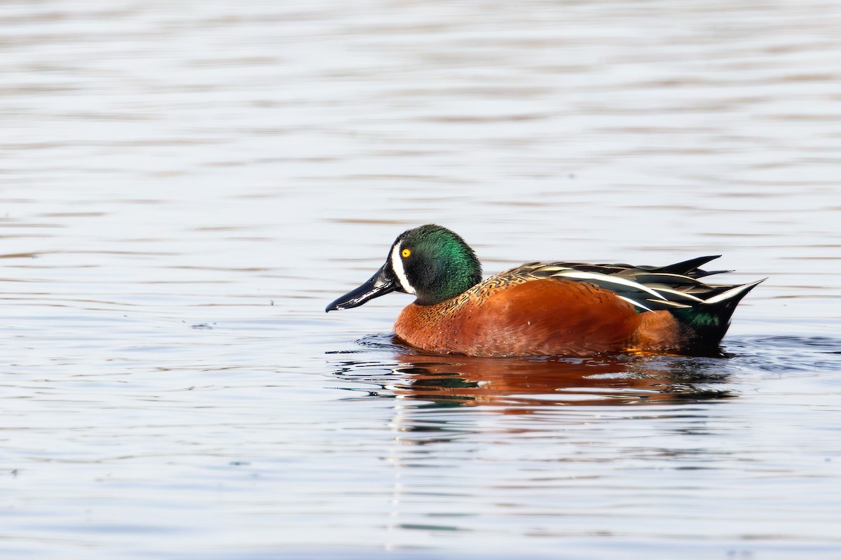 Cinnamon Teal x Northern Shoveler (hybrid) - Bruce Lyon