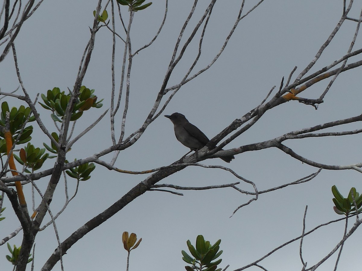 Campina Thrush - Robin Duska