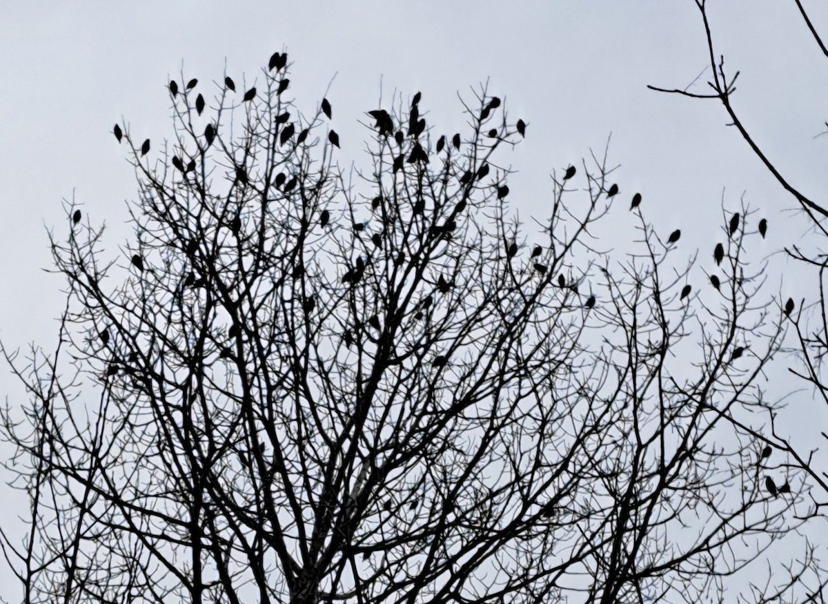 Bohemian Waxwing - ML614748092