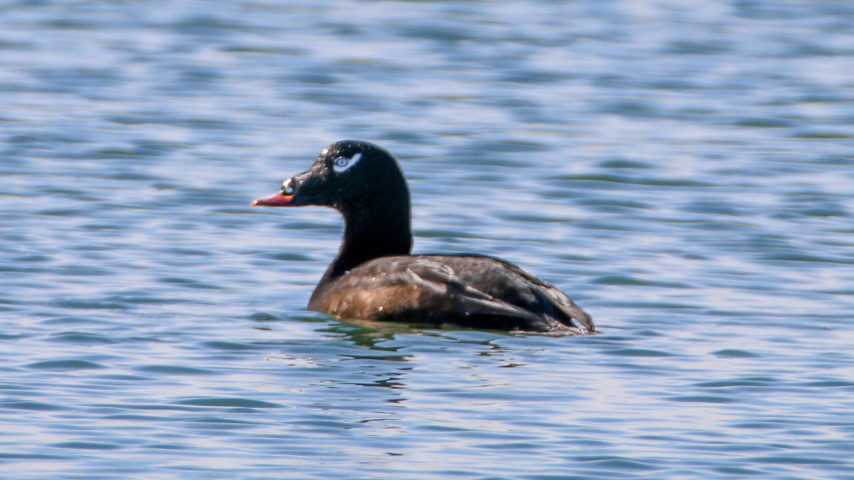 White-winged Scoter - Jack McDonald