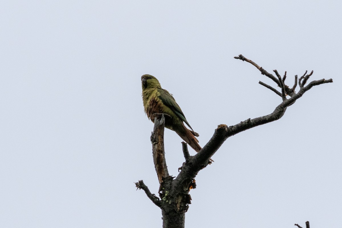 Austral Parakeet - ML614748186