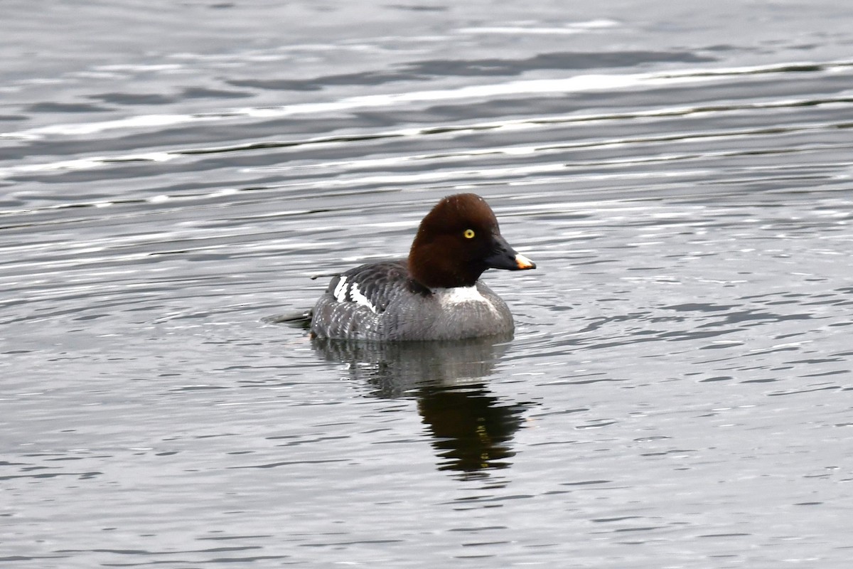 Barrow's Goldeneye - ML614748206