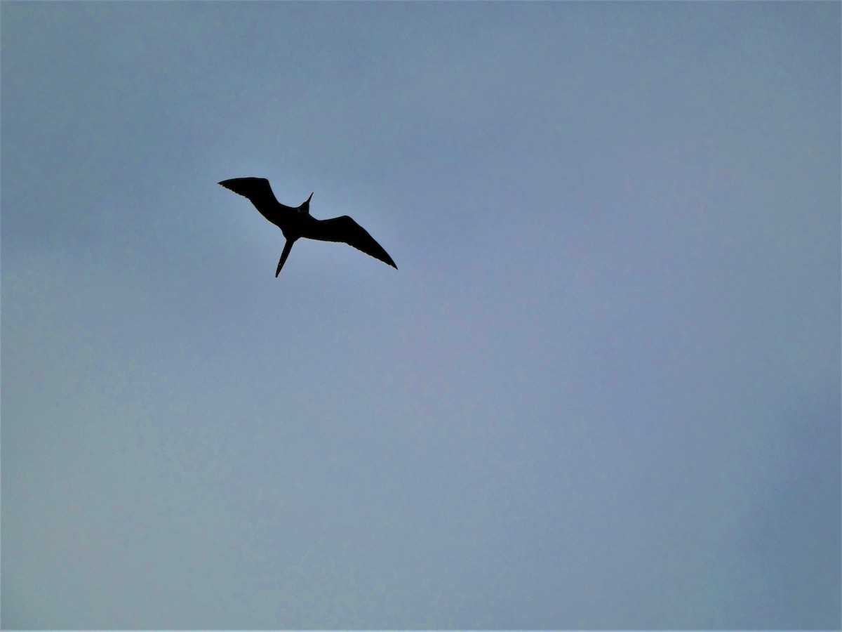 Magnificent Frigatebird - ML614748355