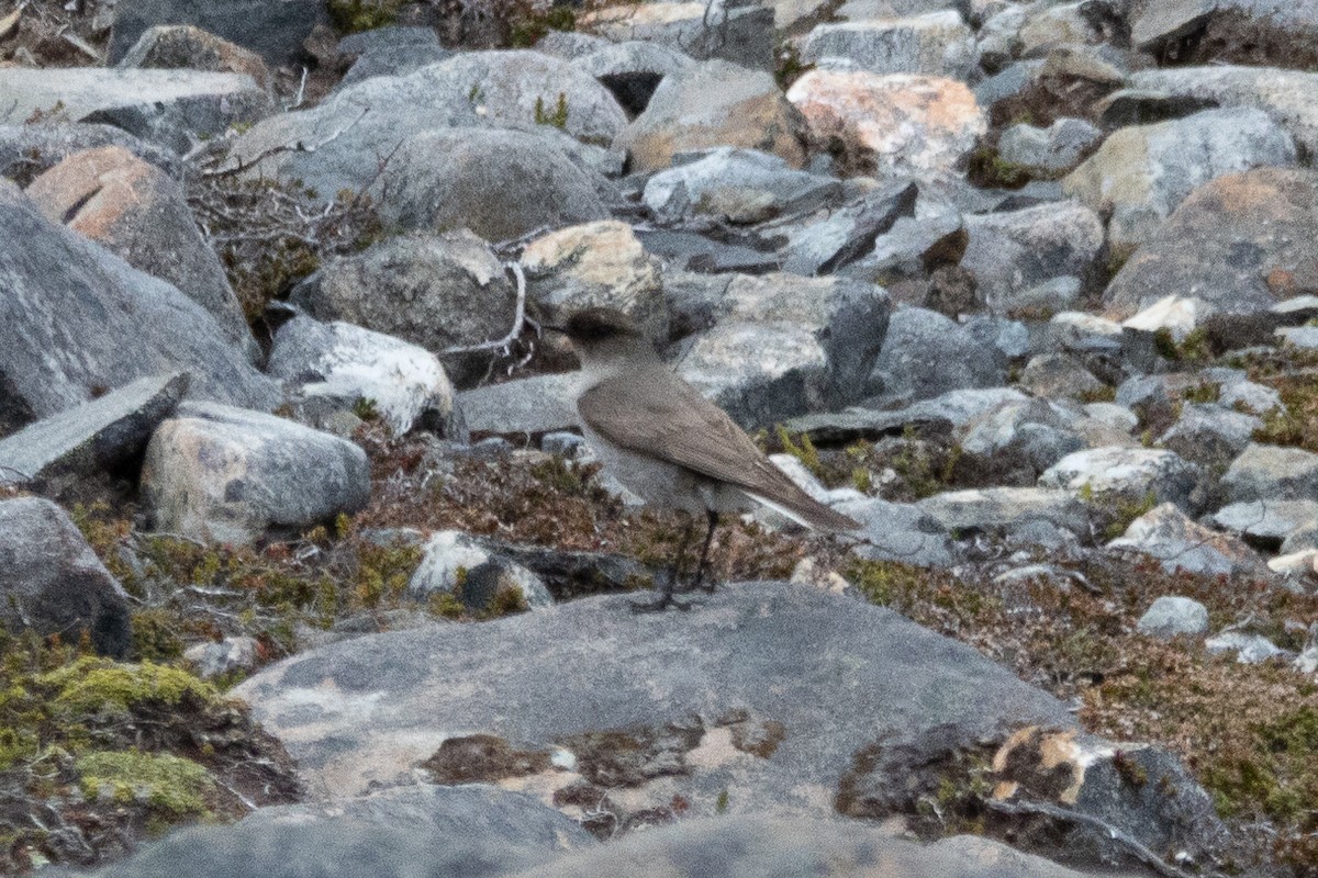 Dark-faced Ground-Tyrant - ML614748421