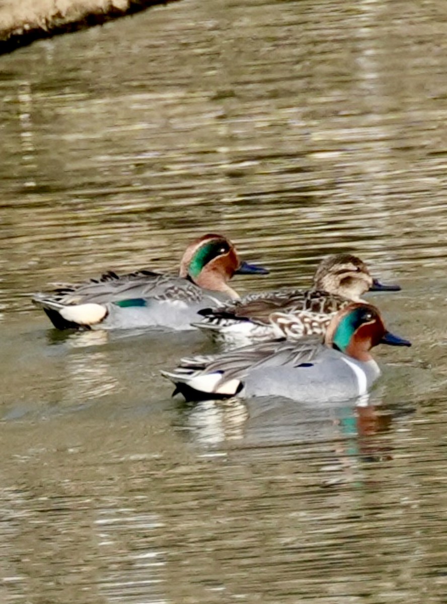 Green-winged Teal - ML614748427