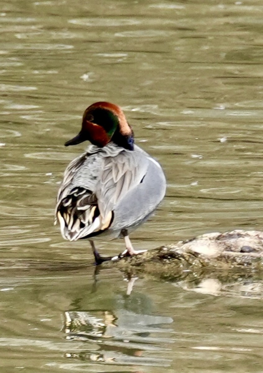 Green-winged Teal - ML614748428