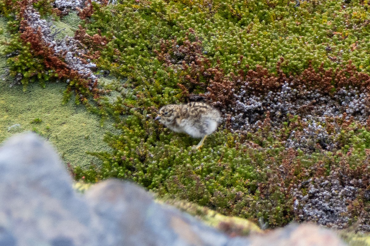 White-bellied Seedsnipe - ML614748429