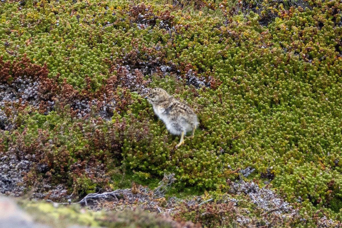 White-bellied Seedsnipe - ML614748431