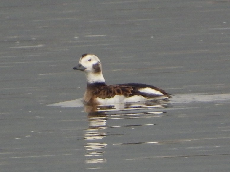 Long-tailed Duck - ML614748446