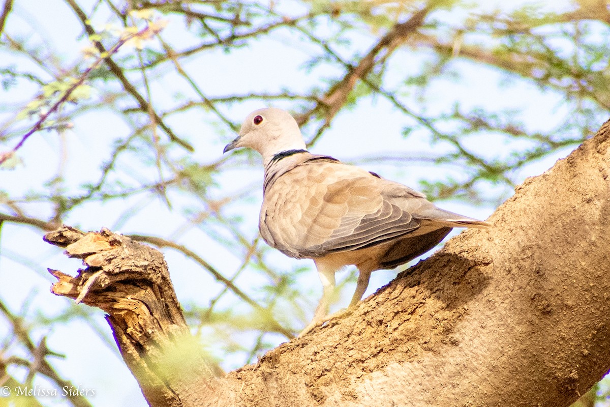 African Collared-Dove - ML614748488