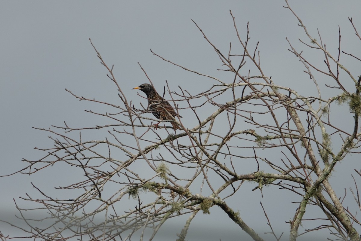 European Starling - ML614748542