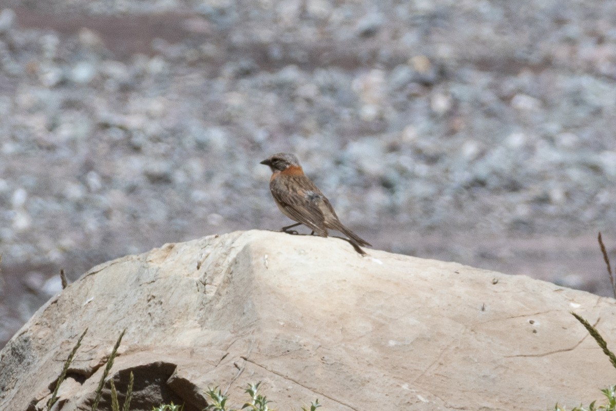 Rufous-collared Sparrow (Patagonian) - ML614748547