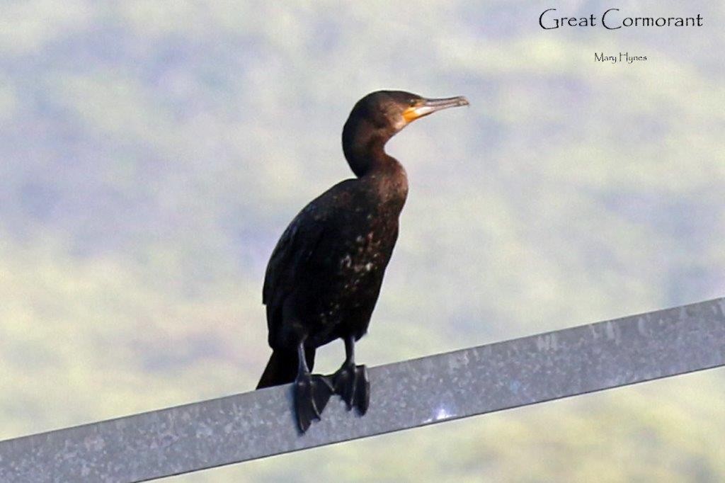 Great Cormorant - U3A Bird Group Two