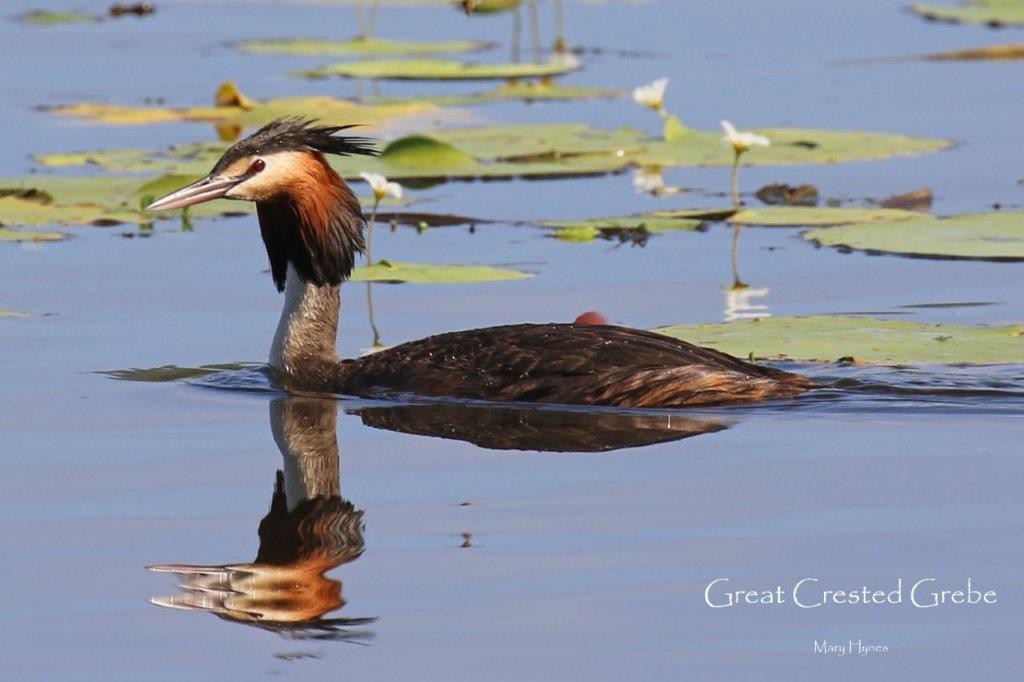 Great Crested Grebe - U3A Bird Group Two