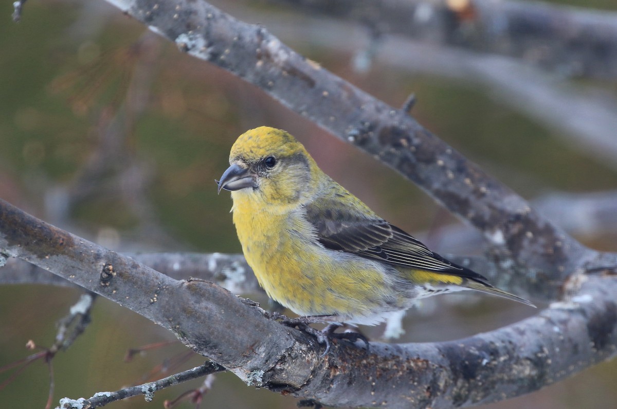 Red Crossbill - ML614748641