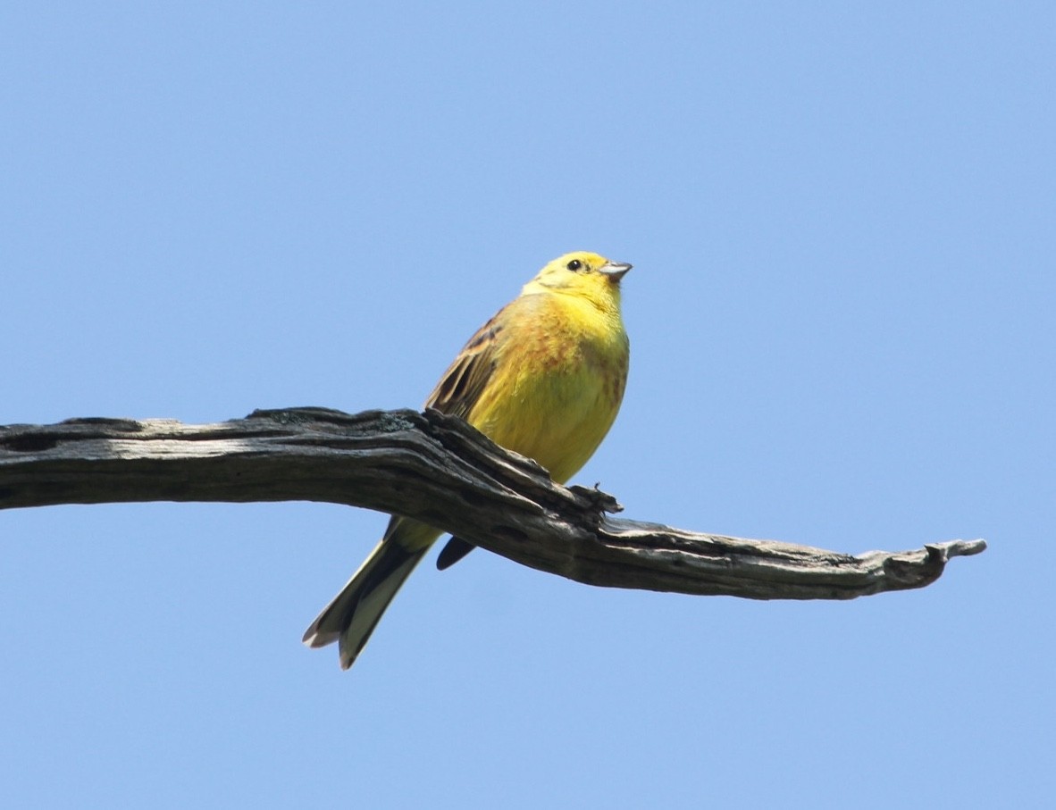 Yellowhammer - ML614748653