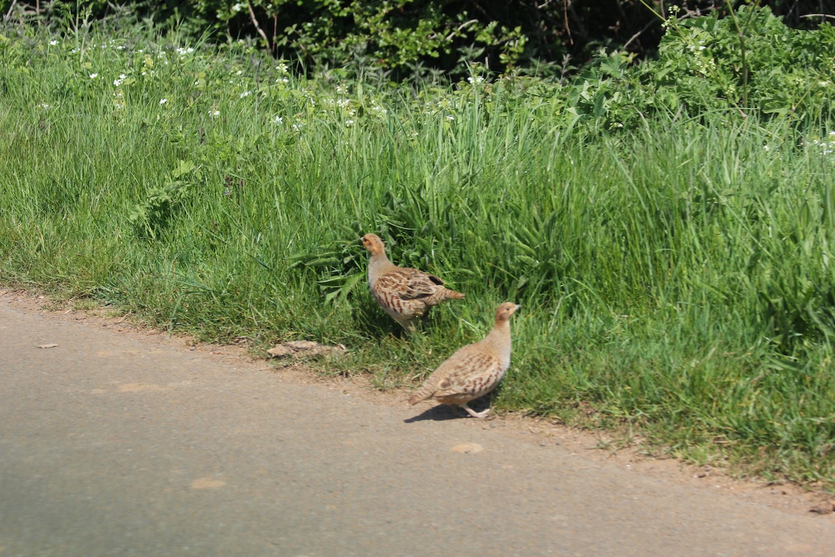 Gray Partridge - ML614748666