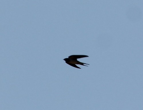 Barn Swallow - ML614748720