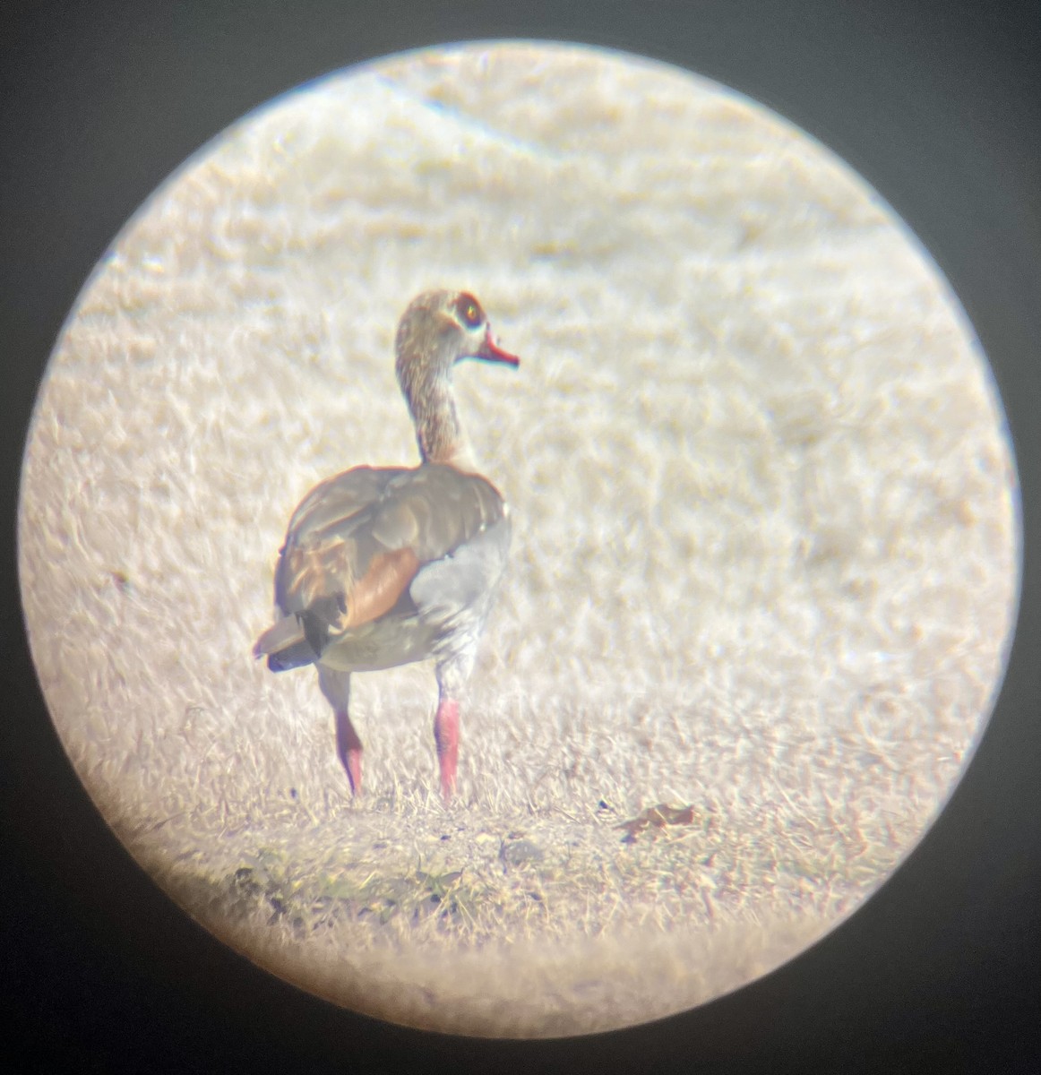 Egyptian Goose - ML614748767