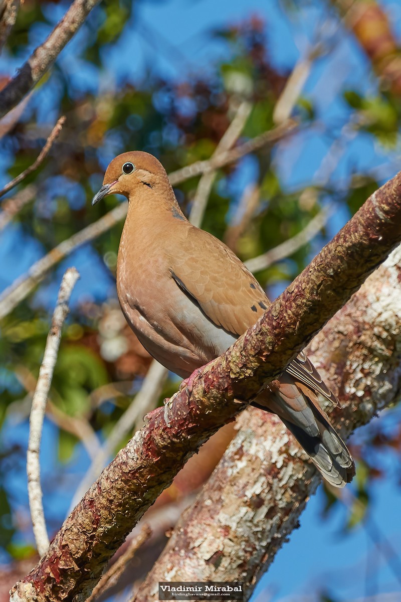 Zenaida Dove - ML614748850