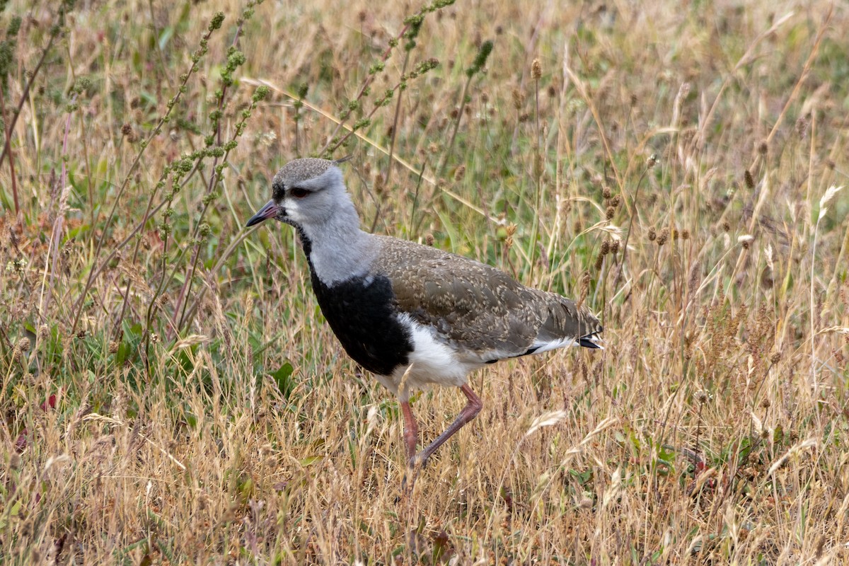 Southern Lapwing - ML614748911