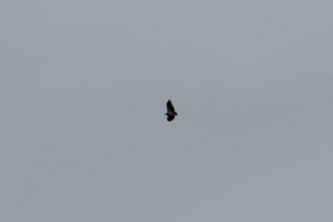 Black-chested Buzzard-Eagle - ML614748917