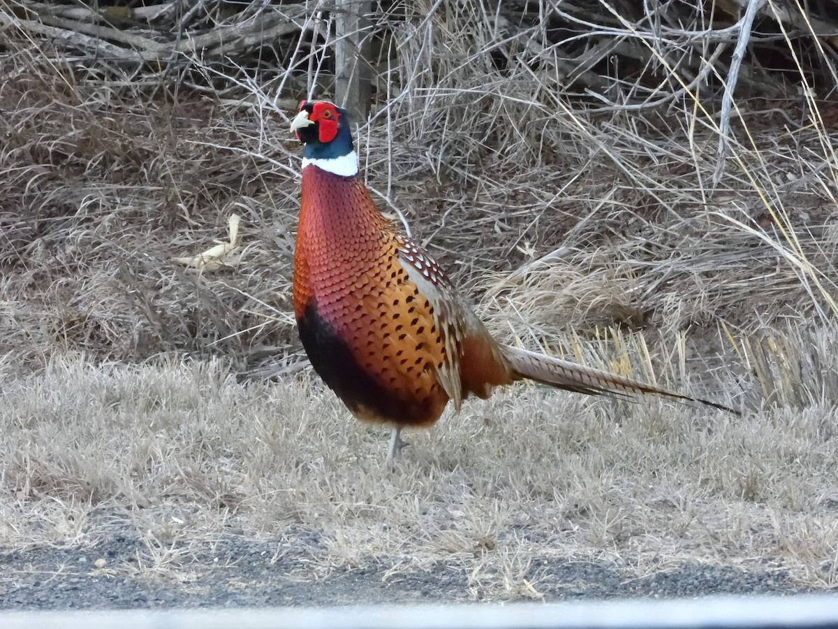 Ring-necked Pheasant - ML614748921