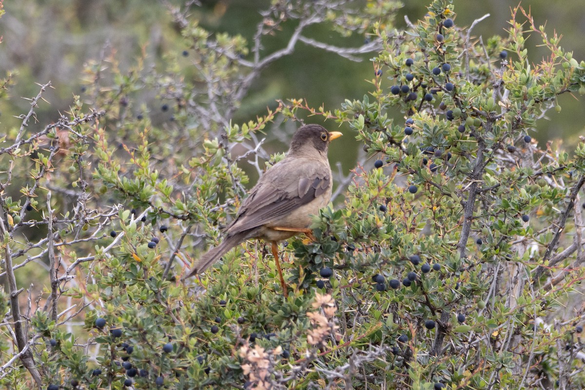 Austral Thrush - ML614748927