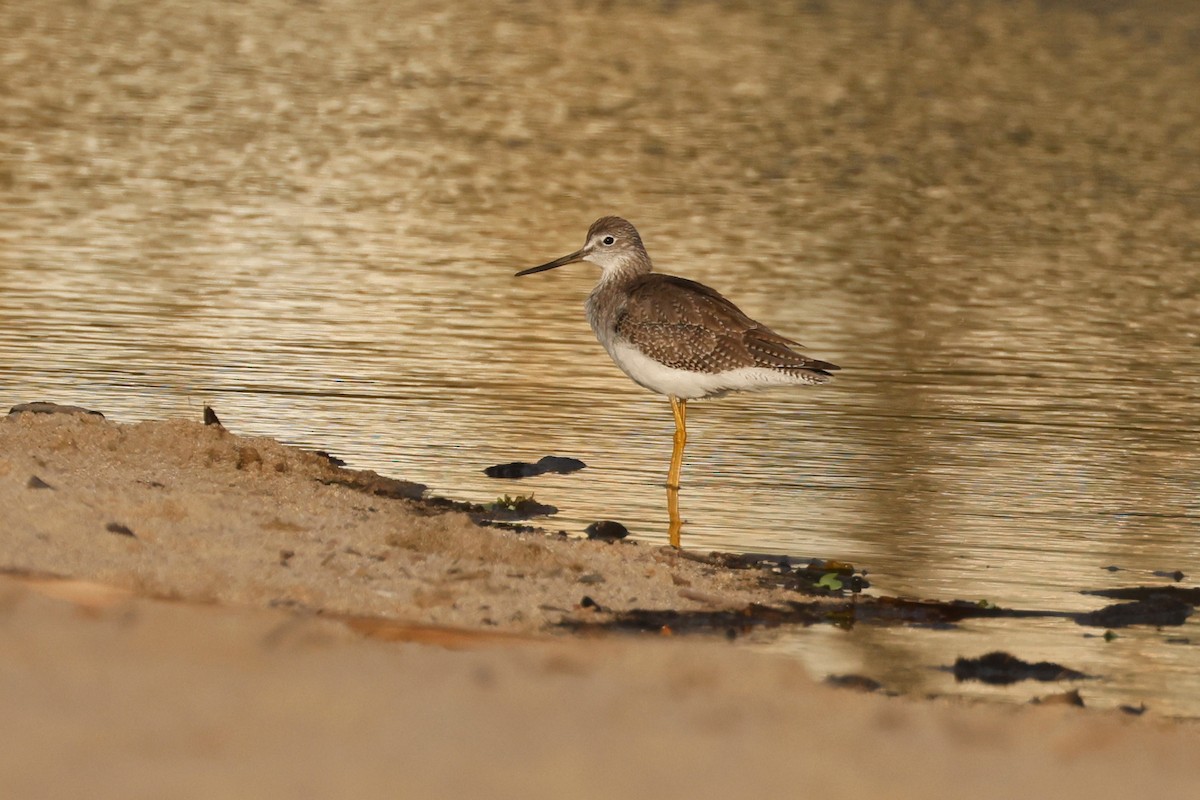 Greater Yellowlegs - ML614748956