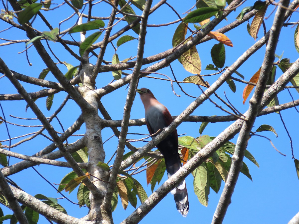 Squirrel Cuckoo - ML614749020