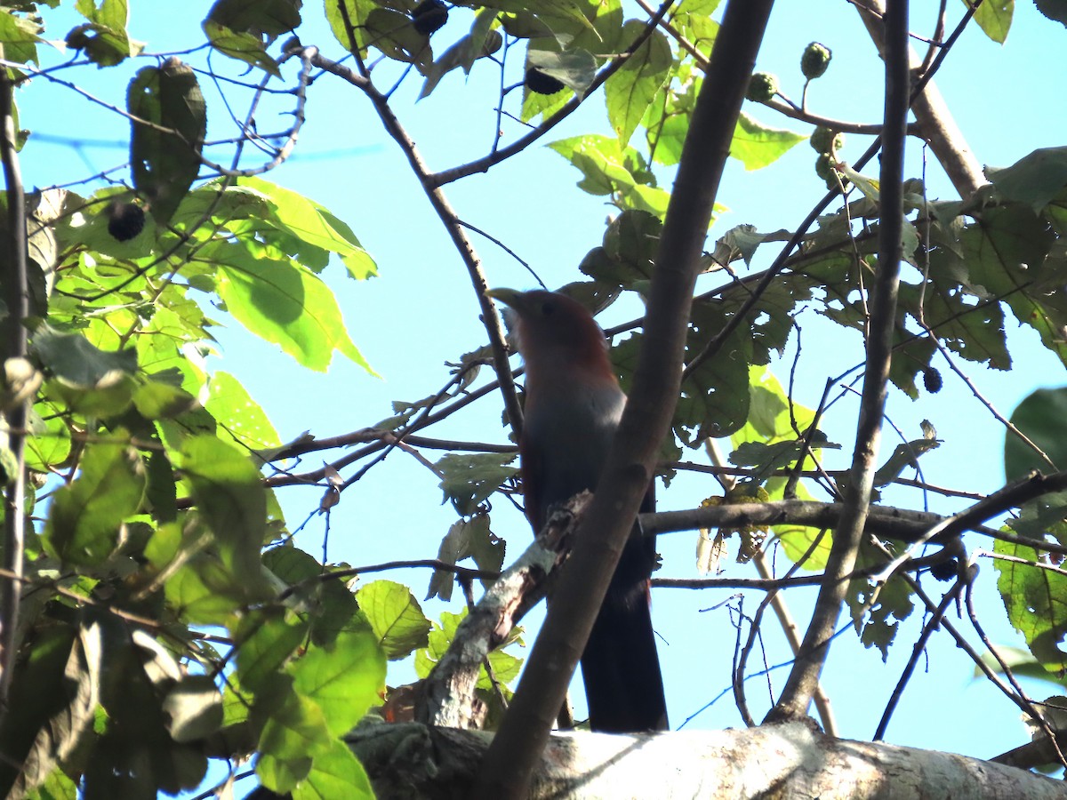 Squirrel Cuckoo - ML614749024