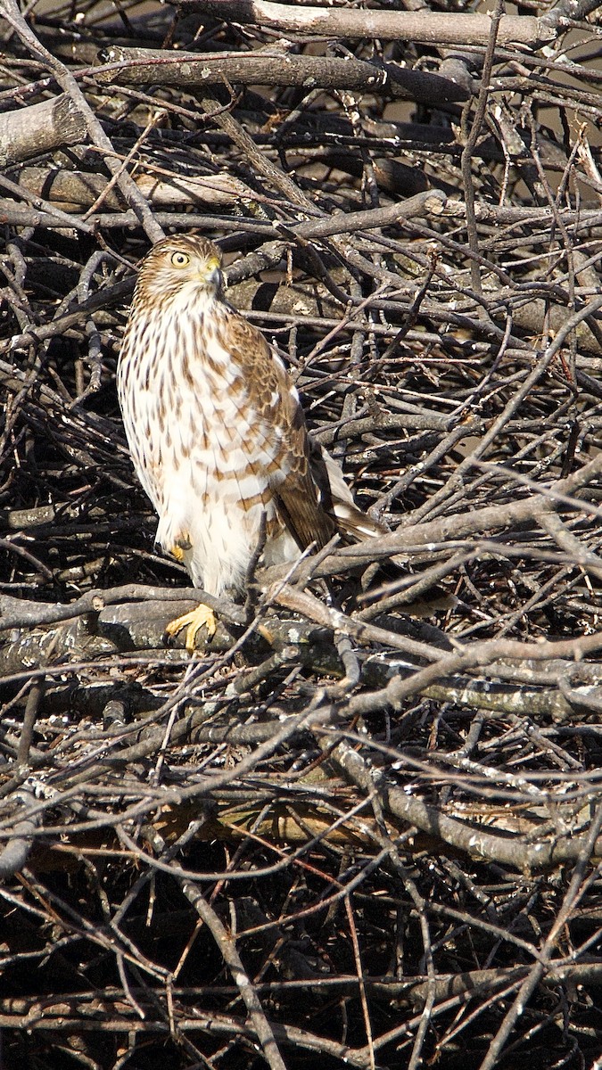 Cooper's Hawk - ML614749041