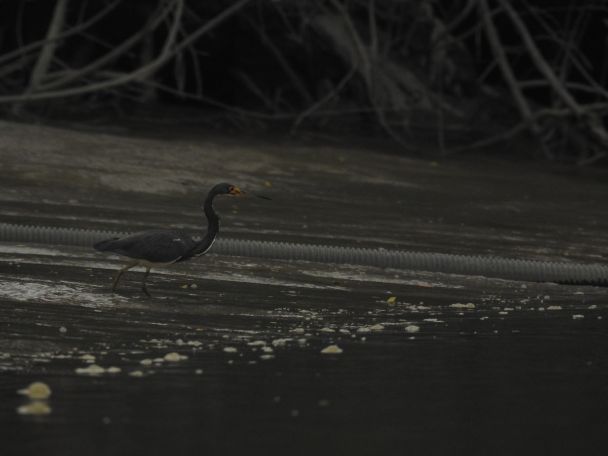 Tricolored Heron - ML614749042