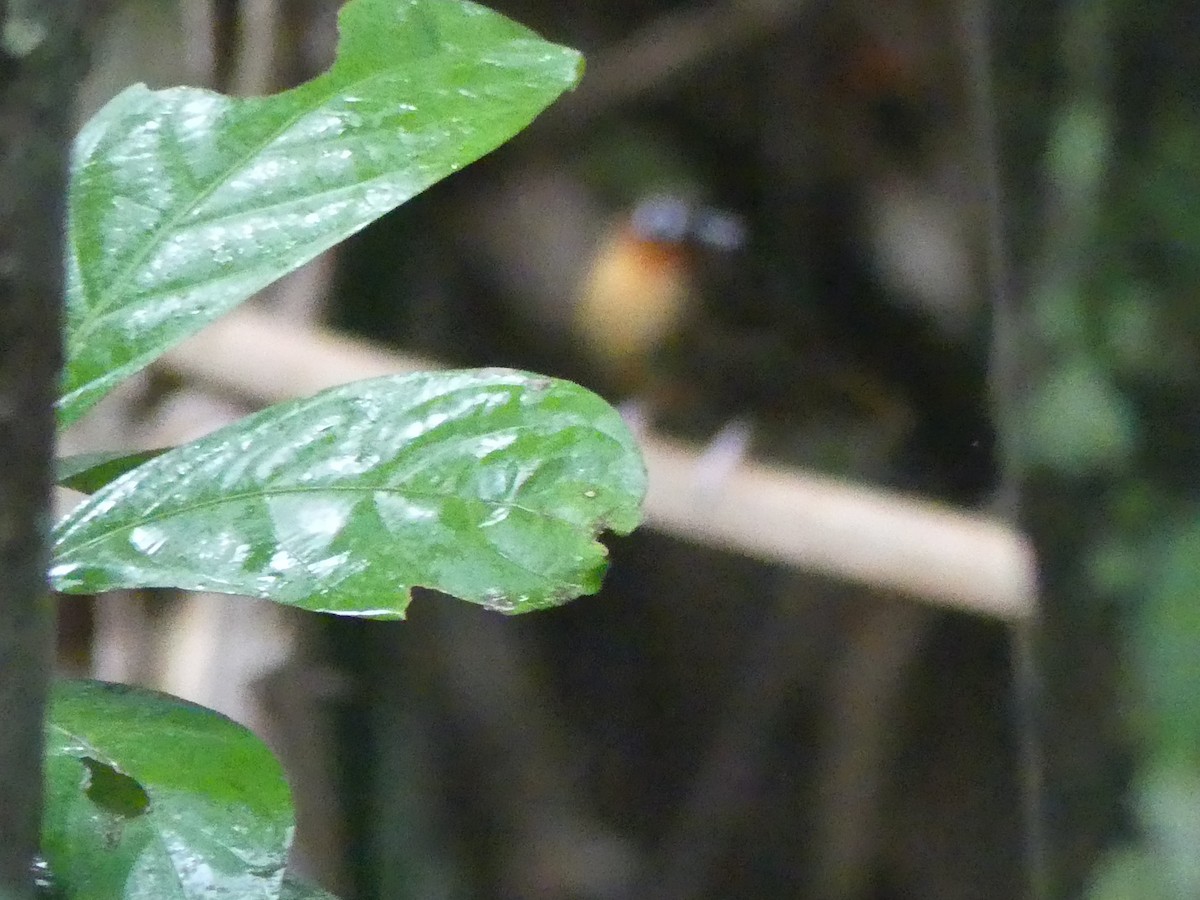 Rufous-throated Antbird - ML614749261