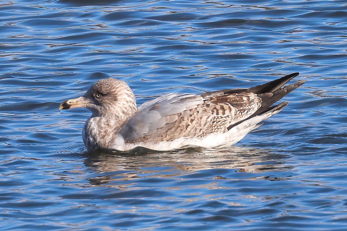 Goéland argenté - ML614749285